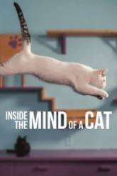 Внутри разума кошки